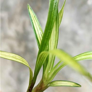 2020给爱人冬至祝福语简短