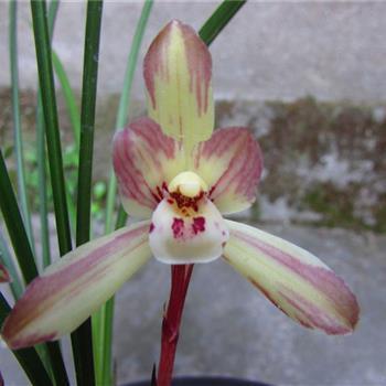 剑来经典语录短句(精选73句)