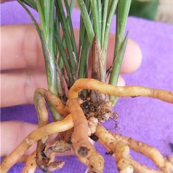 努力励志的句子