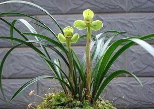 龙颡