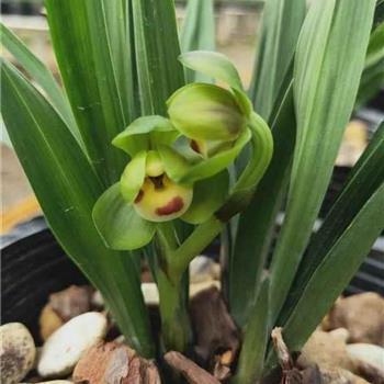 2021牛年春节吉祥新年祝福语