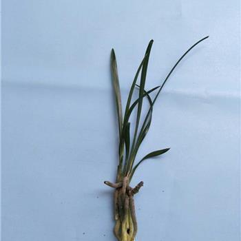 2021牛年新年祝福语顺口溜