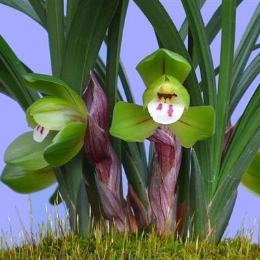 2021春节拜年祝福语简短