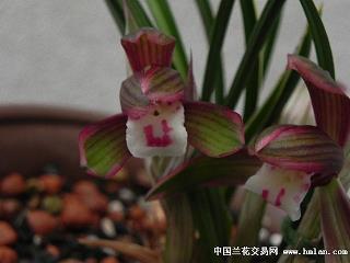 馯