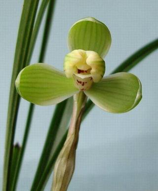 2021端午节祝福句子给朋友汇总79句