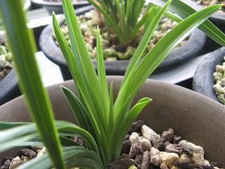 2021牛年元宵节的唯美祝福句子