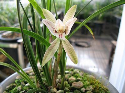 2021过年发朋友圈说说句子