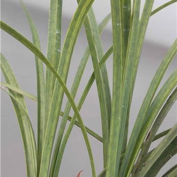 2021平安夜最新祝福语(精选88条)