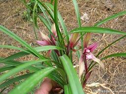 2021立夏祝福语经典语录汇总63句