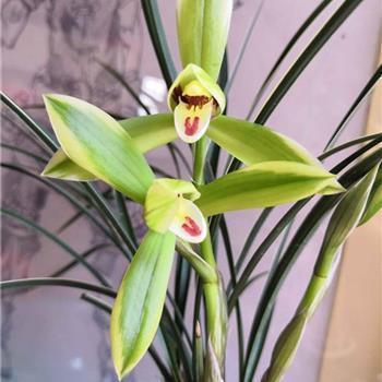 2021辛丑年牛年新春祝贺语