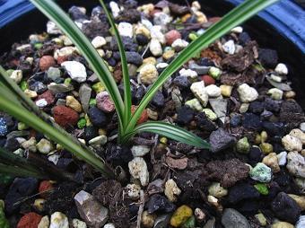 2021最新立春节气问候祝福语微信文案