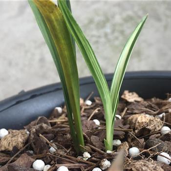 鲁鱼帝虎