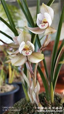 心里烦躁的说说