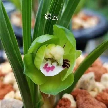锱铢不爽