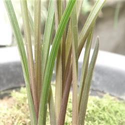 茵蔯