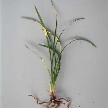 夏至发朋友圈说说的句子汇编68句