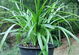 对一个人心凉了的说说 深夜一个人难过的说说汇总35句