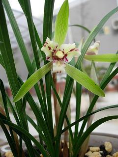节拊