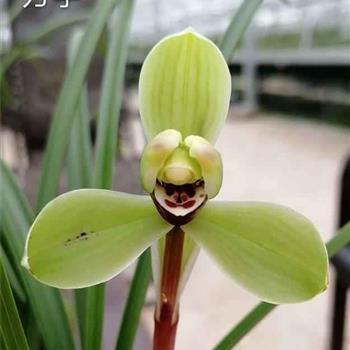 风情月思