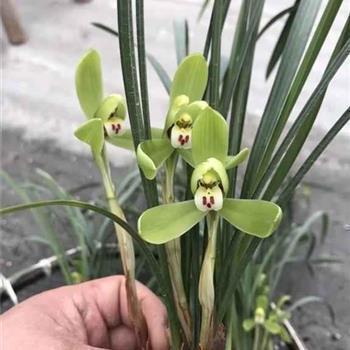 2021春分的唯美句子说说语录58句