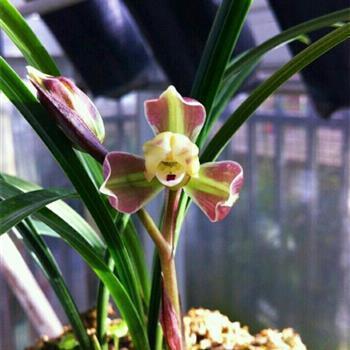 2022虎年过年经典五字对联(精选117句)