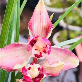 2020大寒时节祝福语大全_最新最全的大寒祝福语