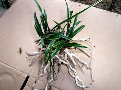 2021祝宝宝的祝福语