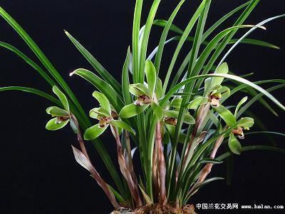 2020元宵节祝福语给长辈