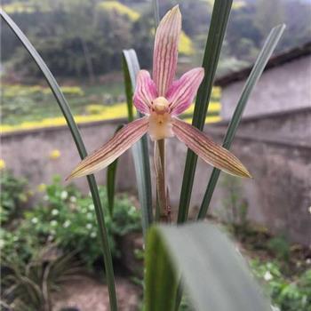 云表