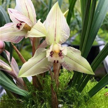 2021端午节祝福语英语简短汇总98句