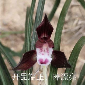 篱槿