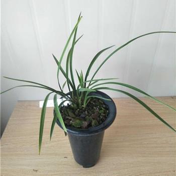 努力阳光正能量的短句 努力变优秀的简短句子(精选80句)