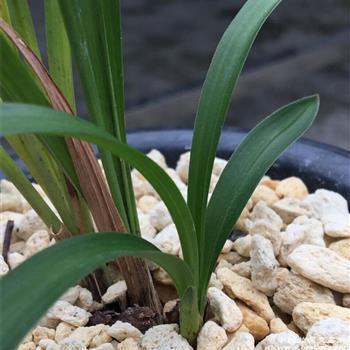 关于植树节的朋友圈唯美句子109句