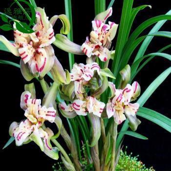 有素质地反驳骂人的话骂别人嘴贱的高档句子66句