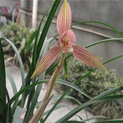 2020重阳节贺卡祝福语简短一句话