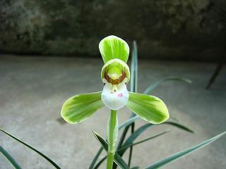 唯美的句子致自己简短2021年推荐68句