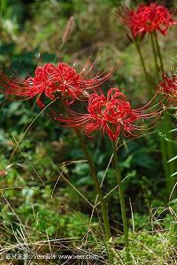 关于怀念过去的句子40句