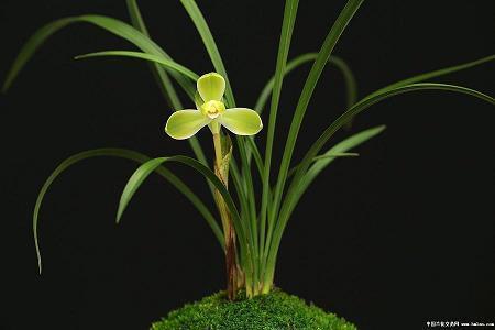 2021冬天的第一杯奶茶的朋友圈说说 喝冬天第一杯奶茶的说说