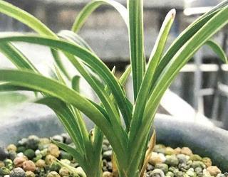 悲伤难过睡不着的伤感说说 失眠心情不好的说说35句