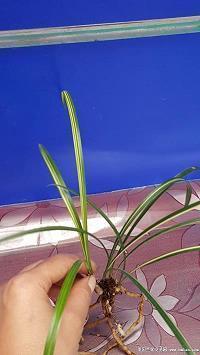 2020父亲节祝福语感恩