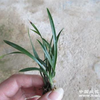 关于一厢情愿的说说短语