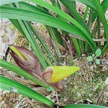 镜里观花