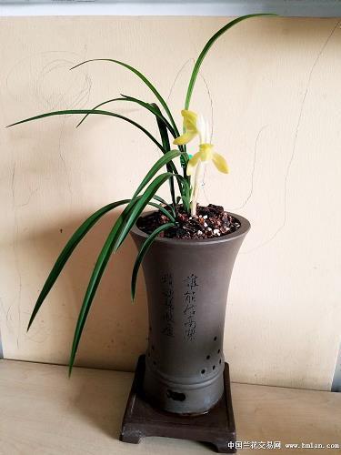 魂飞魄荡