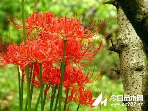牛年春节说说句子 2021春节祝福语