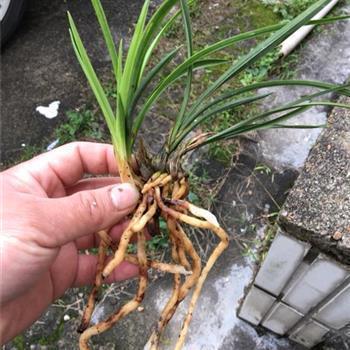 建军节的心情说说短语(精选74句)