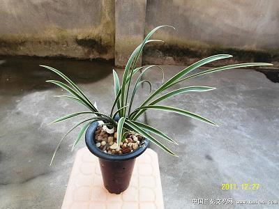 扣扣说说心情 你给我一巴掌我问你手为何如此凉