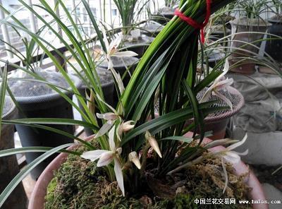 2021年腊八节温馨短信祝福语录精选48句