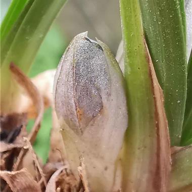 2021妇女节祝福语简短独特