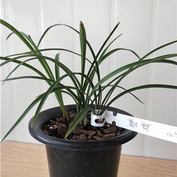 2021给朋友的春节祝福语