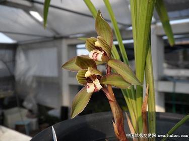 2021牛年春节微信祝贺词